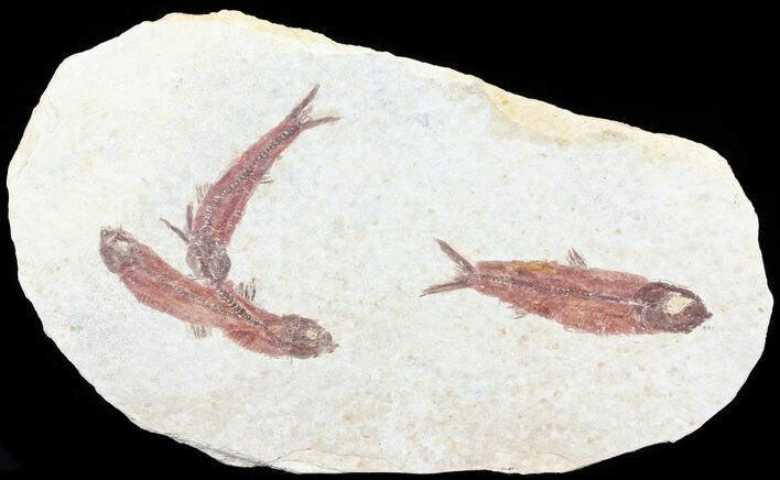 Multiple Knightia Fossil Fish - Wyoming #60887